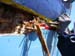 ./2004/chantier_borde_8_15_Mai/p/PICT0018.jpg
