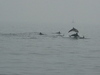 ./2007/071007_sortie_peche/p/p1090752.jpg