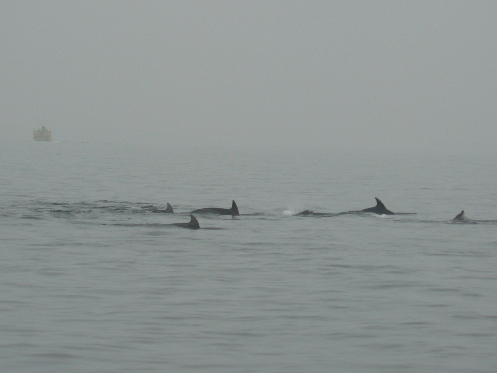 ./2007/071007_sortie_peche/p1090751.jpg